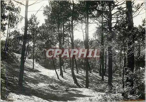 Cartes postales moderne Saint Brevin les Pins Loire Inf Sous Bois