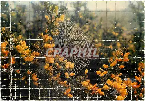 Cartes postales moderne Rosee du matin sur les ajoncs de Bretagne