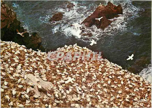 Cartes postales moderne Les Oiseaux de Mer Reserve ornithologique des Sept Iles