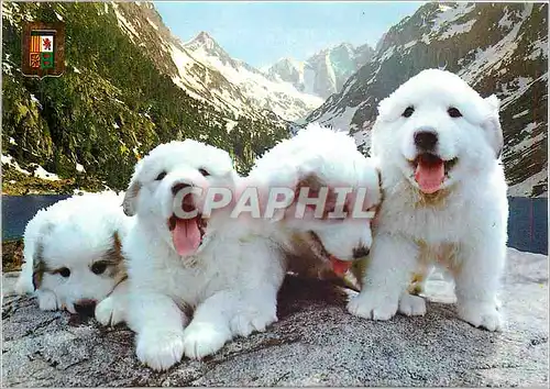 Cartes postales moderne Chiots des Pyrenees