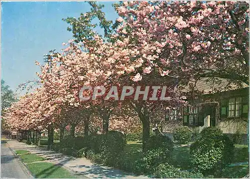 Moderne Karte Boitsfort Le Logis Cerisiers en fleurs