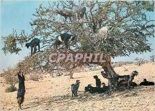 Cartes postales moderne Maroc Typique Chevres