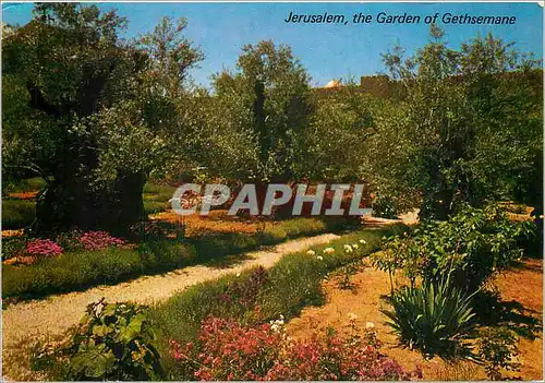 Cartes postales Jerusalem the Garden of Gethsemane