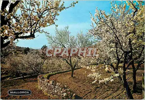 Cartes postales moderne Mallorca Baleares Espana Almendros en flor