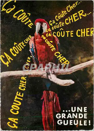 Cartes postales moderne Animaux Humoristiques Ara Amerique Perroquet