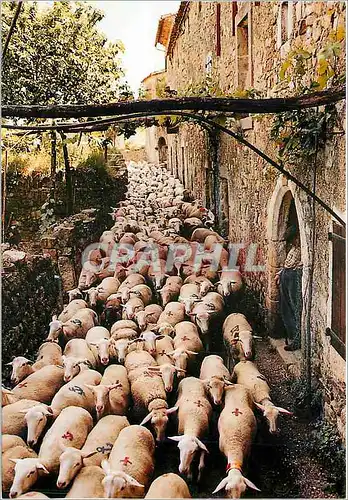 Cartes postales moderne Transhumance en Cevennes Moutons