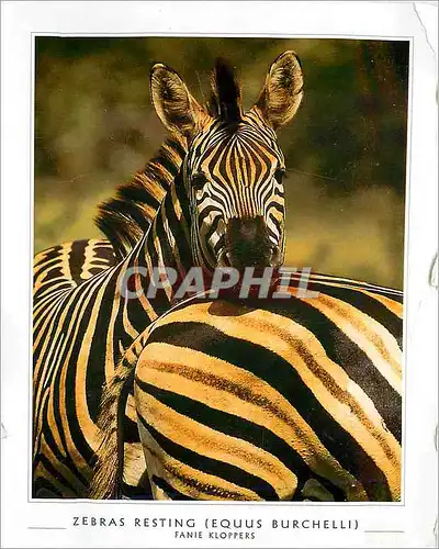 Cartes postales moderne Zebras Resting Equus Burchelli Fanie Kloppers