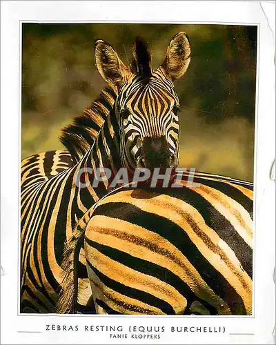 Moderne Karte Zebras Resting Equus Burchelli Fanie Kloppers