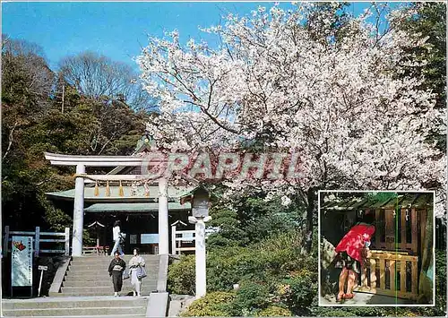 Moderne Karte Cerisiers en Pleine Floraison dans la Chaisse de Kamakuraguh