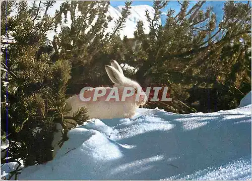 Cartes postales moderne Lepus Varronis Mill Alpenschneehase Lievre blanc Alpine hare