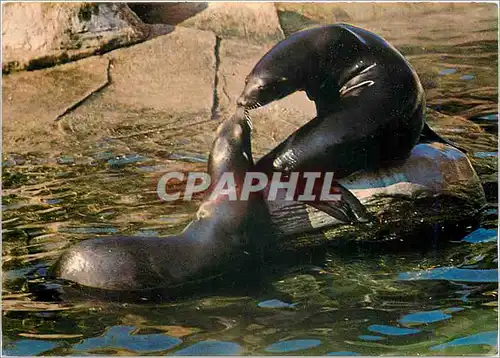 Cartes postales moderne Parc Zoologique Paris Otaries de Californie