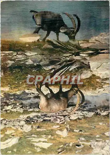 Cartes postales moderne Animaux de Nos Montagnes Bouquetin et son reflet