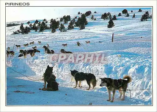 Cartes postales moderne Pirineos Huskys de Siberia Malamutes de Alaska Chiens