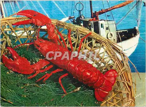 Cartes postales moderne La Bretagne La recette du Homard a l'Armoricaine