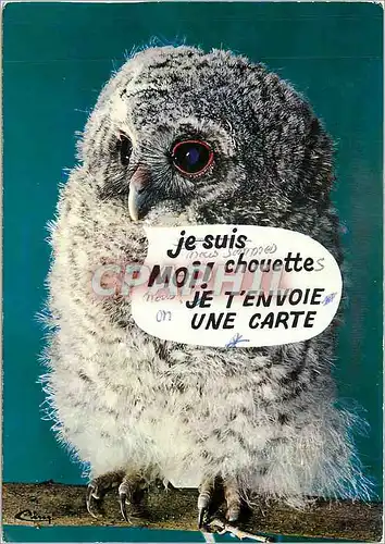 Cartes postales moderne Animaux Humoristiques La Chouette