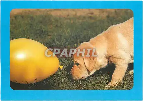 Cartes postales moderne Les Chiens Guides d'Aveugles de l'Ouest La Baumette Angers