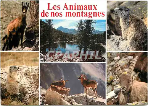 Cartes postales moderne Images de chez nous Chamois bouquetins marmottes mouflons sont les mammiferes les plus caracteri
