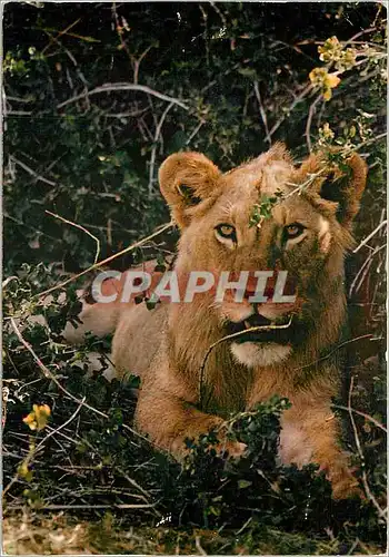 Cartes postales moderne Faune Africaine Lion