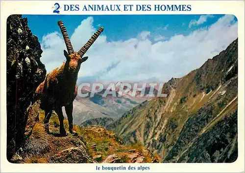 Cartes postales moderne Les Bouquetin des Alpes capra ibex ibex