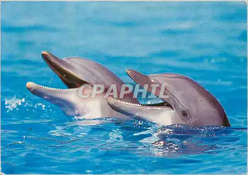 Cartes postales moderne Protogeons La Nature Dauphin