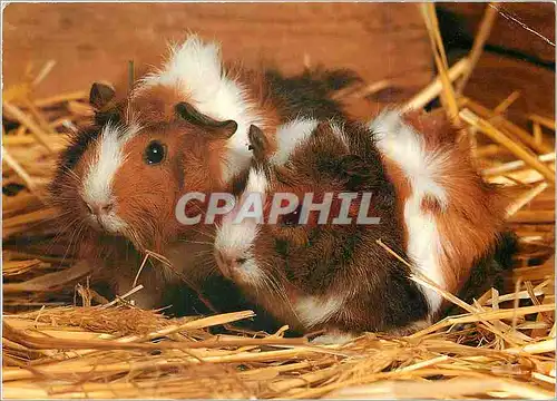 Cartes postales moderne Guinea Pig