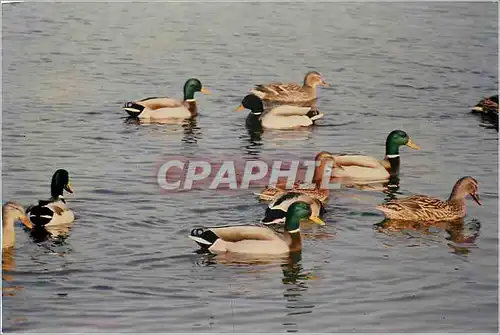 Photo Canards