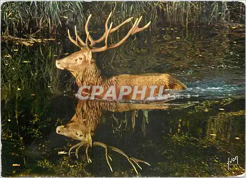 Moderne Karte Dans les forets de France par Barbier Petit Cerf