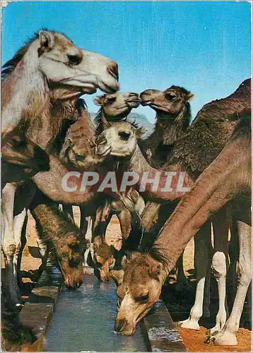 Cartes postales moderne Sweet kisses from Tunisia Chameaux