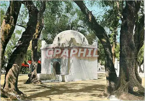 Cartes postales moderne Scenes et Types d'Afrique du Nord Marabout sous les Oliviers