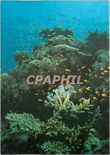 Cartes postales moderne With the Compliments of the Ministry of Information Kingdom of Saudi Arabia Coral fish close to