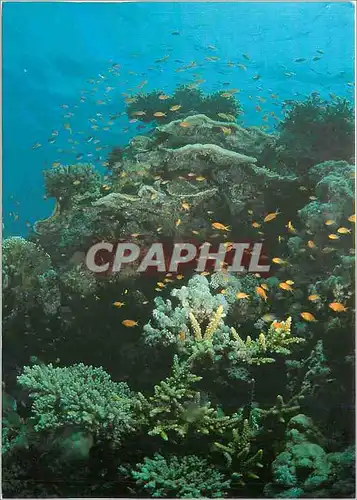 Moderne Karte With the Compliments of the Ministry of Information Kingdom of Saudi Arabia Coral fish close to