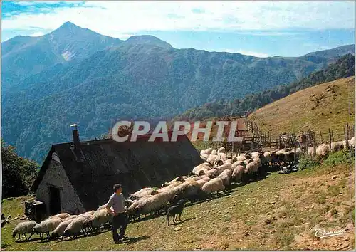 Cartes postales moderne Pays Basque Environs de St Jean Pied de Port Vieux Cayolar et troupeau de brebis