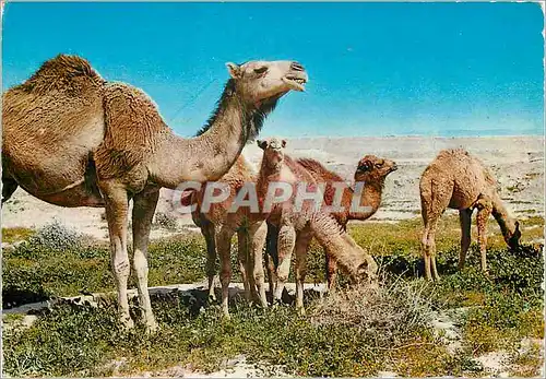 Cartes postales moderne Camels Kingdom of Jordan