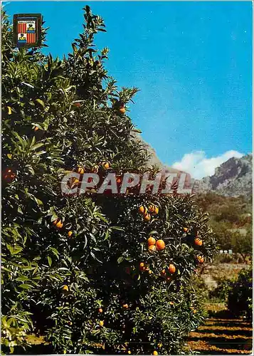 Cartes postales moderne Mallorca Solier Orangers