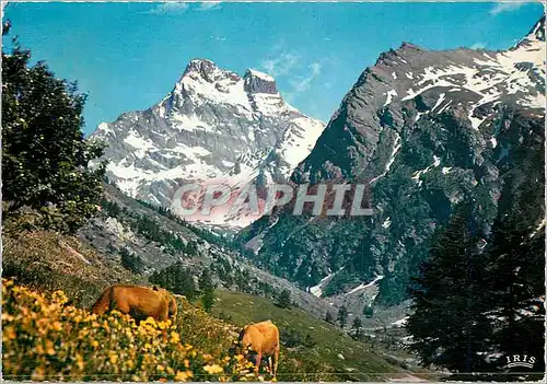 Cartes postales moderne Dans les Alpages du Mont Viso