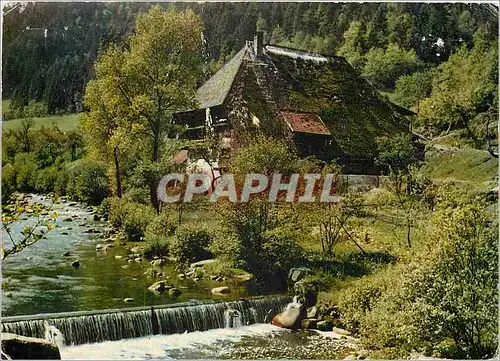 Cartes postales moderne Im Schwarzwald