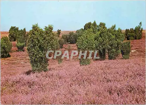 Cartes postales moderne Naturschutzgebiet Luneburger Heide