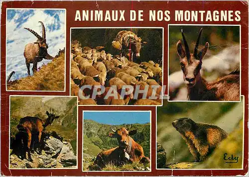 Cartes postales moderne Animaux de nos Montagnes Le Bouquetin troupeau de moutons et son ane