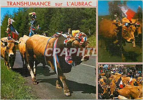 Cartes postales moderne Sur les Monts d'Aubrac La Transhumance