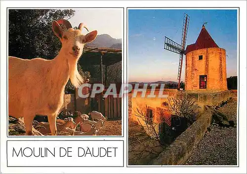 Cartes postales moderne Paysages de Provence Fontvieille Le Moulin de Daudet Chevre