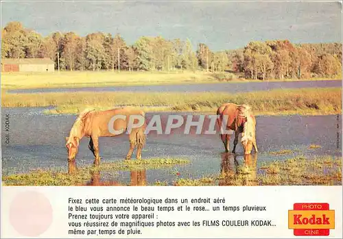 Moderne Karte Chevaux Kodak