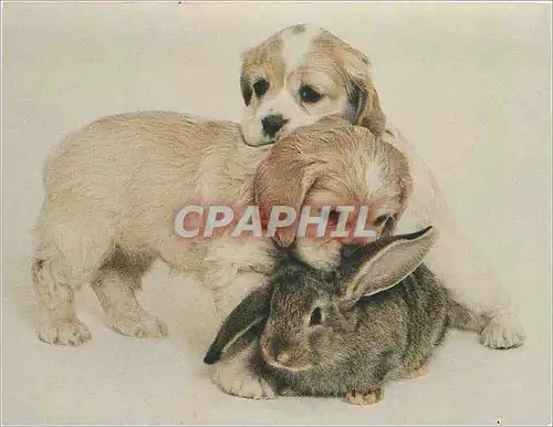 Cartes postales moderne Lapin Chien Chiot