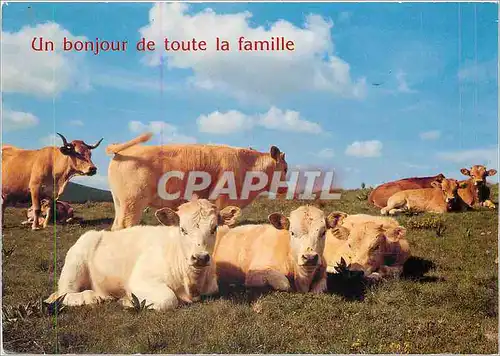 Cartes postales moderne Un Bonjour de toute la famille B�ufs