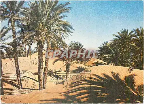 Cartes postales moderne Le Maroc en Lumicolor Palmier dans les Sables d'Or