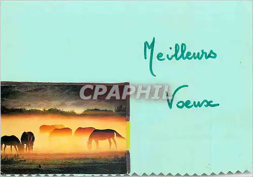 Cartes postales moderne Meilleurs Voeux Cheval