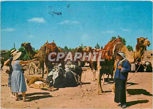 Cartes postales moderne Israel Chameaux