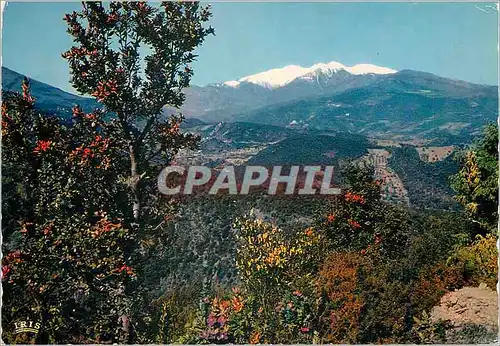 Cartes postales moderne Le Canigou au printemps