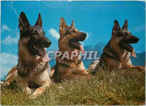 Cartes postales moderne Berger d'Alsace Deutscher Schaffer Cane pastore tedesco Alsatian