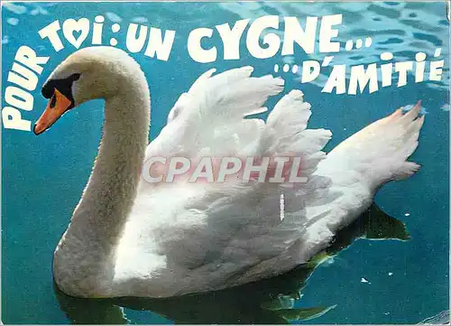 Moderne Karte Cygne