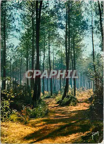 Cartes postales moderne Les Landes de Gascogne Foret landaise